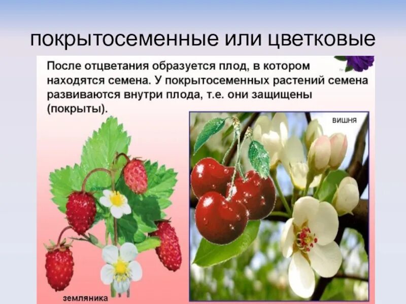 Многие покрытосеменные растения