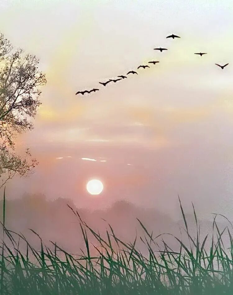 Дни летят за рассветом закат слушать. Картина журавлиный Клин Туманов. Птицы улетающие вдаль. Птицы улетают на Юг. Птицы на рассвете.