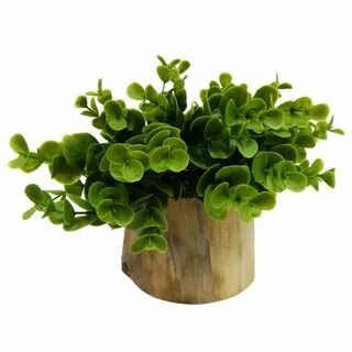 Цветы plant