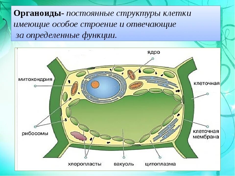 Растительные клетки зарисовать. Строение ядра растительной клетки 5 класс биология. Биология 6 класс строение растительной клетки 6 класс. Строение живой клетки из чего состоит Живая клетка. Состав растительной клетки 6 класс биология.