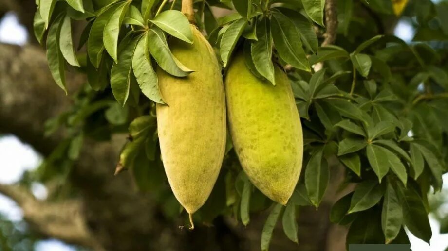 Баобаб дерево плоды. Порошок плодов баобаба. Баобаб африканский плоды. Баобаб дерево семена. Баобаб африканский плоды.