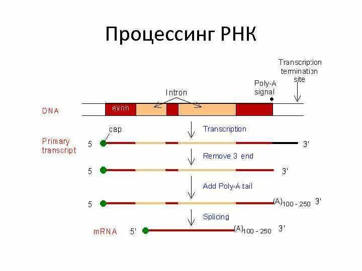 Кэпирование Полиаденилирование сплайсинг. Сплайсинг МРНК эукариот. Созревание (процессинг) информационной РНК.. Процессинг и сплайсинг в биологии. Процессинг синтез