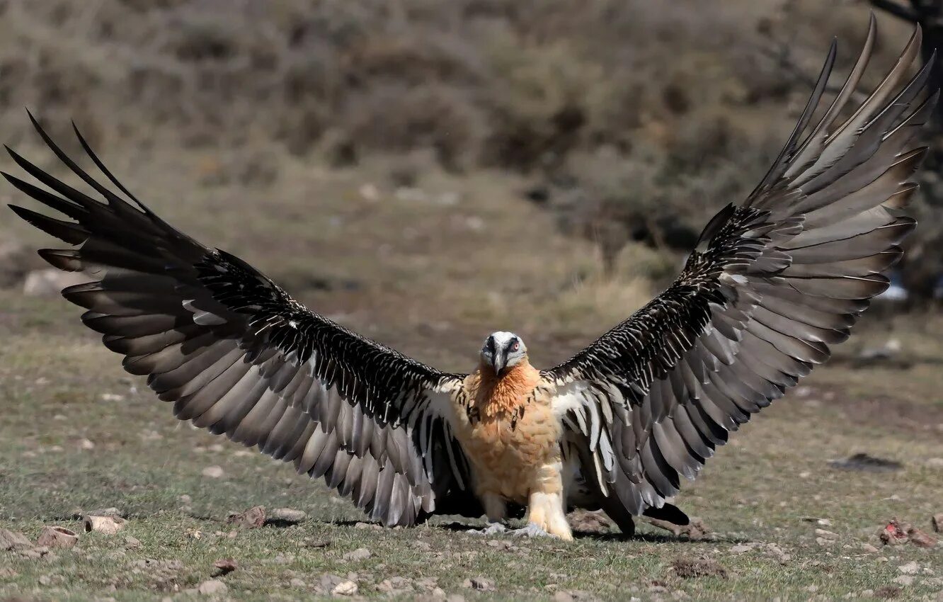 Канюк птица размах крыльев. Кумай (гималайский гриф). Андский кондор. Андский кондор с человеком. Андский кондор гарпия.