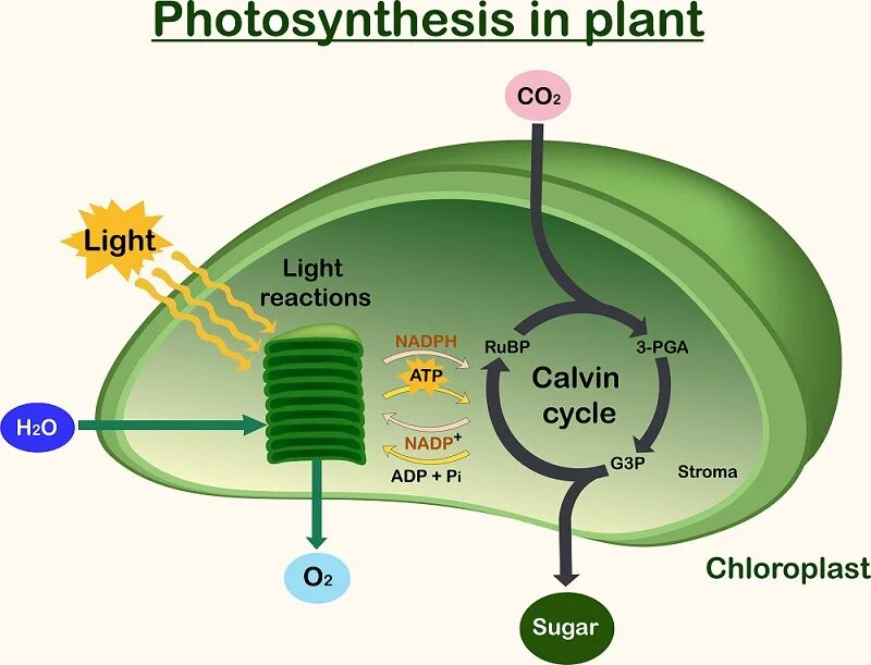 Цикл кальвина происходит в хлоропласта. Фотосинтез. Photosynthesis Reaction. Photosynthesis in Plant. Схема фотосинтеза у растений.