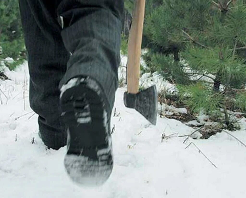 Много елок. Рубка елок. Срубленные елки. Рубка елок. Рубит елку.