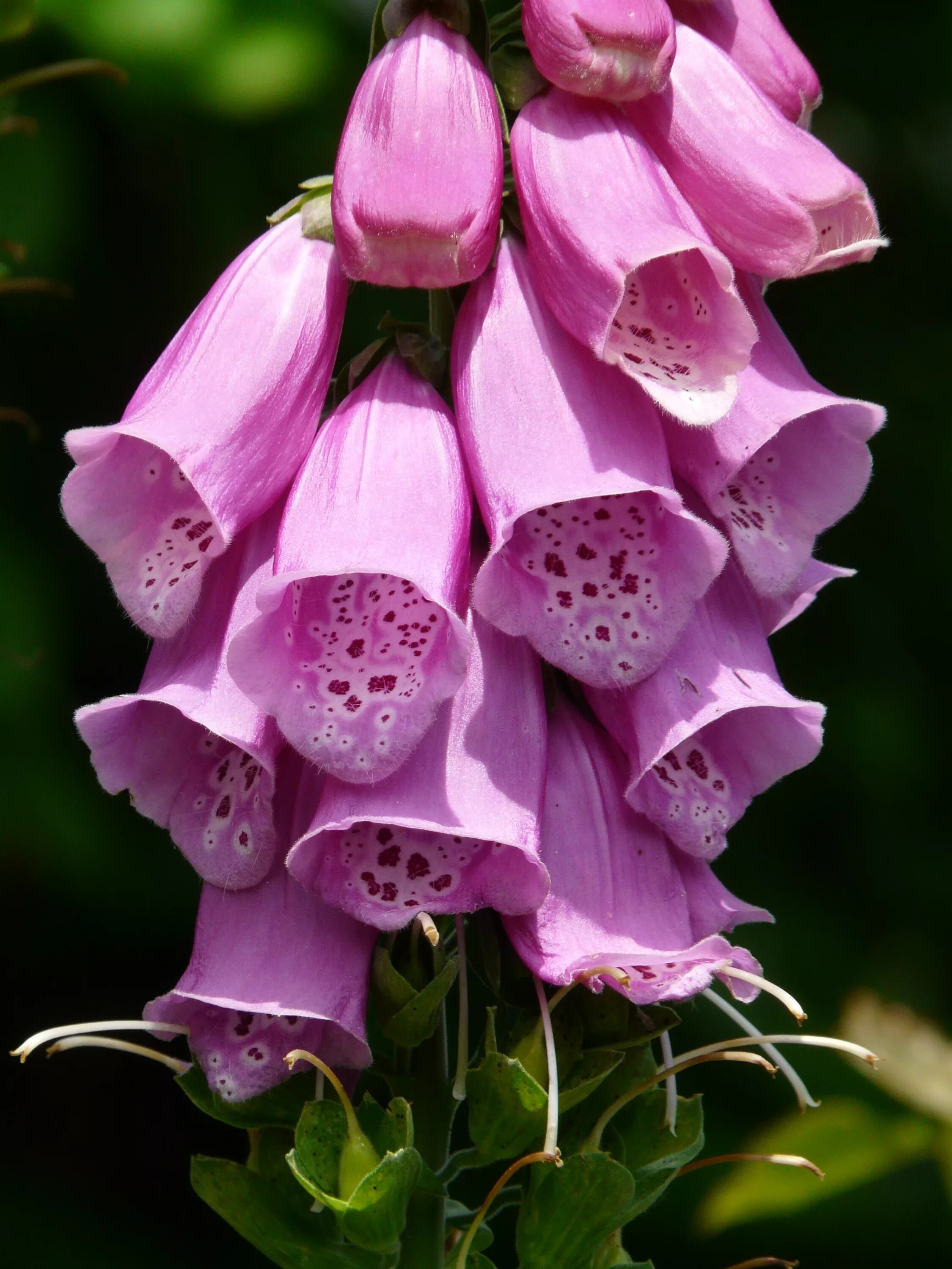 Poisonous flower. Дигиталис наперстянка. Наперстянка пурпуровая. Наперстянка пурпуровая (digitalis purpurea). Наперстянка красная (пурпуровая).