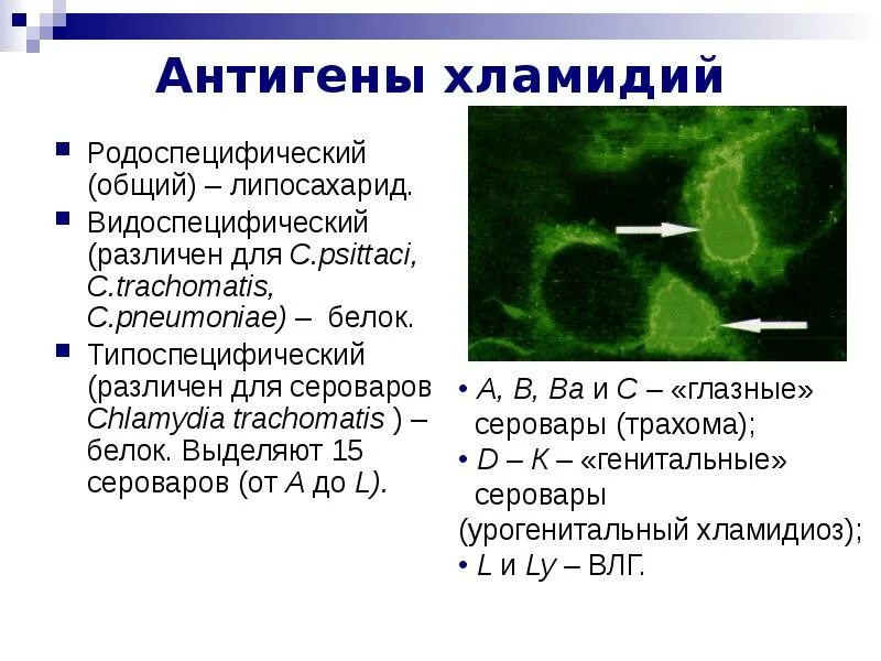 Хламидия трахоматис положительно. Хламидия пситаци. Типоспецифические антигены хламидий. Серовары хламидий.