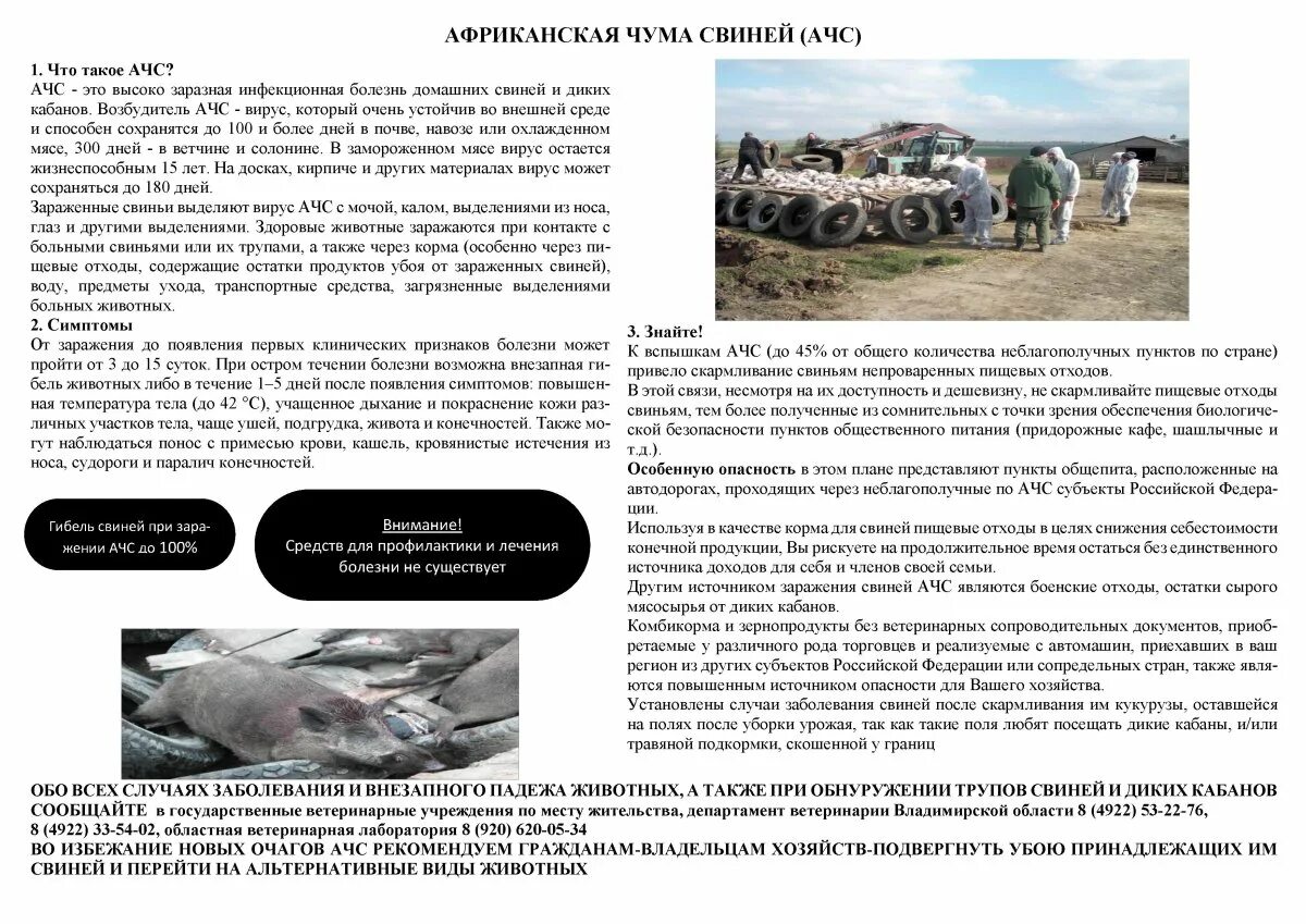 Профилактика африканской чумы. Профилактика африканской чумы свиней. Классическая чума свиней листовка. Внимание африканская чума свиней. Африканская чума у поросят.