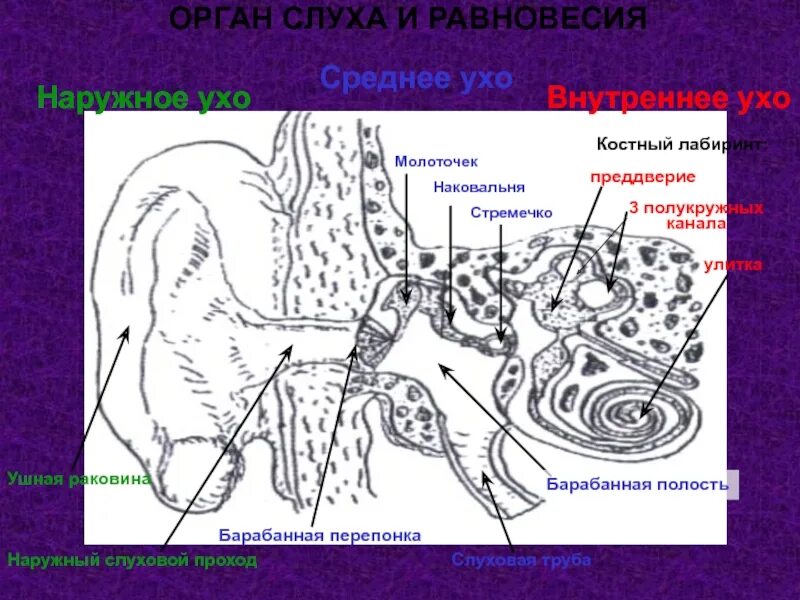 Что расположено в среднем ухе лабиринт. Костный лабиринт органа слуха. орган слуха и равновесия. барабанная полость и лабиринт. орган слуха преддверие.