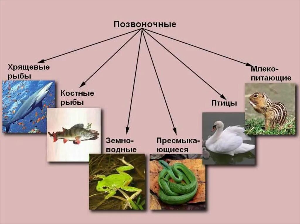 Позвоночные относятся к типу хордовые. Хордовые животные классификация. Типы позвоночных. Тип Хордовые позвоночные. Подтип позвоночные представители.