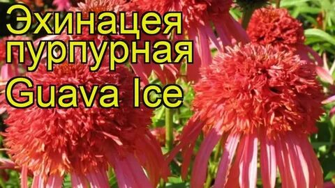 Эхинацея гуава айс