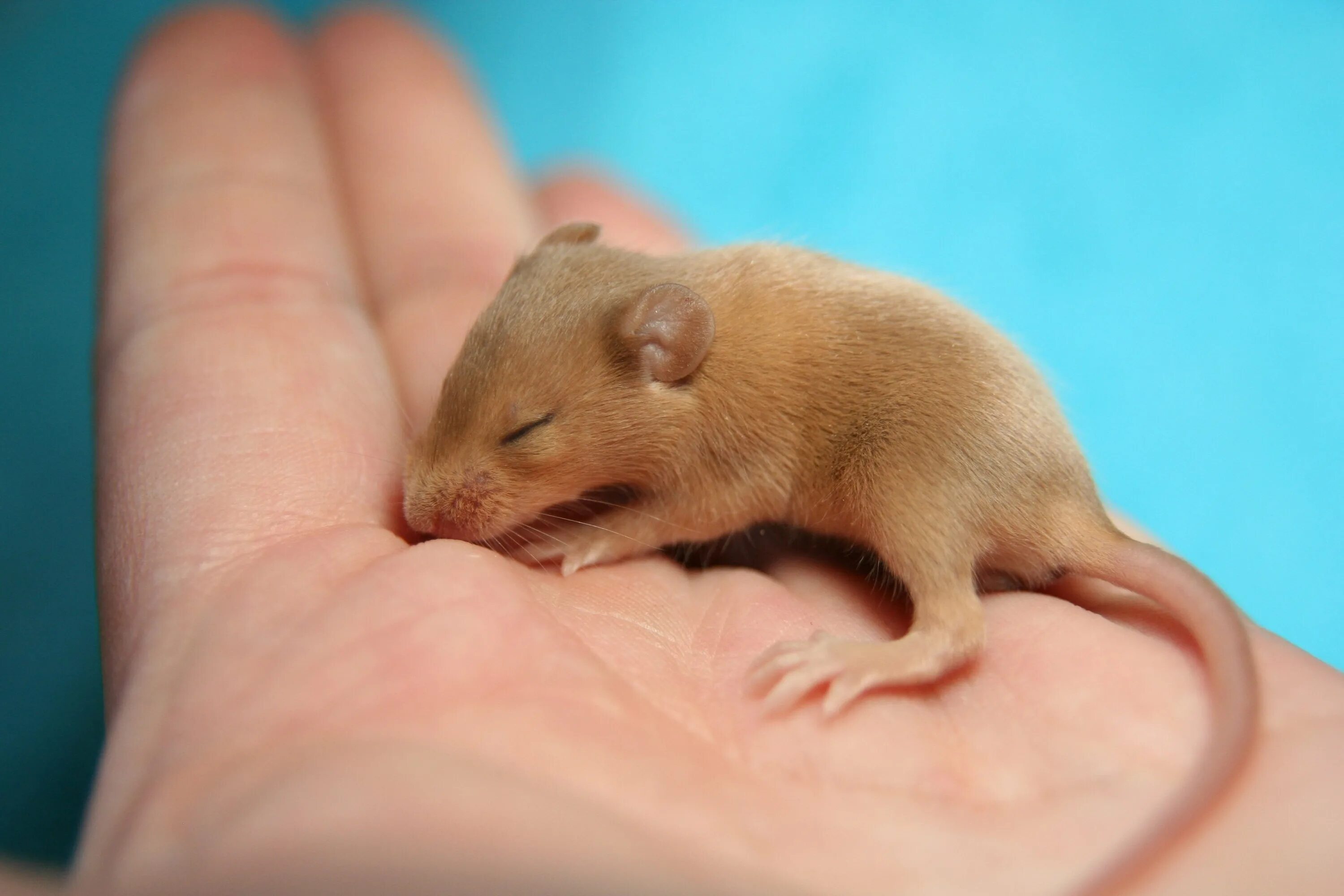 A mouse a small body