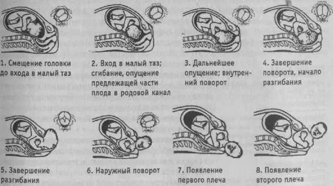 Четыре стадии рождения