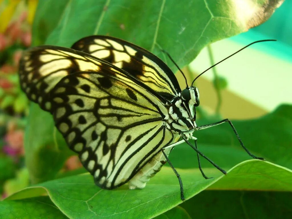 лапки бабочки. ноги бабочкой. сколько ног у бабочки. у бабочки шесть ног. лапки бабочки.