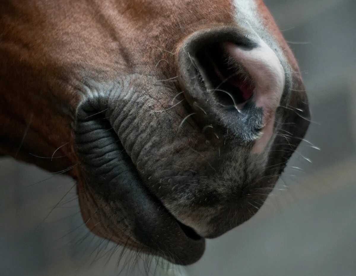 Морда лошади. Лошадь с открытым ртом. Horses mouth. Horses mouth. Horses mouth.