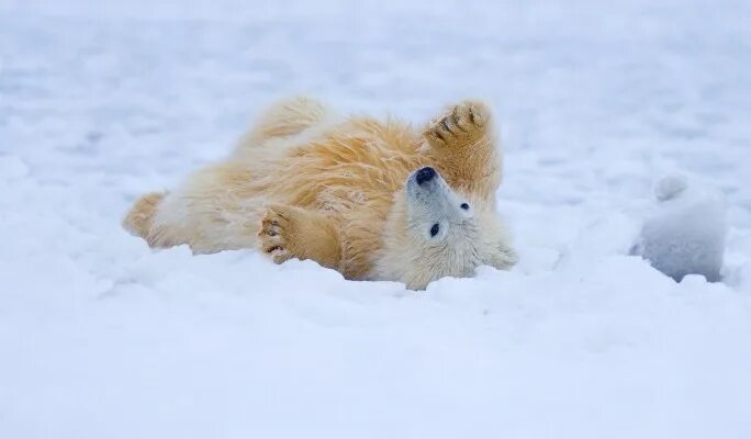 Игра мишки снежные мишки. Медвежонок радуется снегу. Белый медведь зимой. Игривый Медвежонок. Медвежонок играет в снегу.