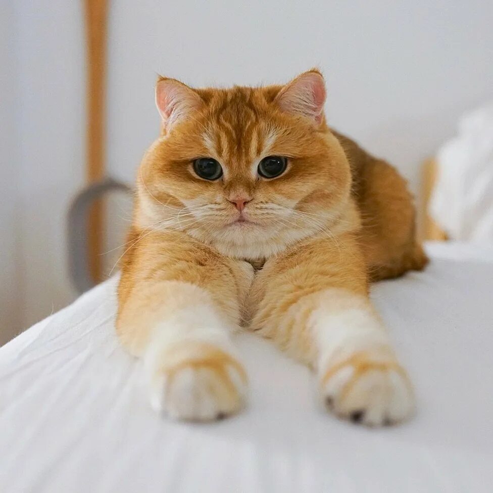 Рыжий золотой кот