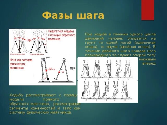 Фазы ходьбы. Двойной шаг в ходьбе. методика техника спортивной ходьбы. ходьба с различными положениями рук.
