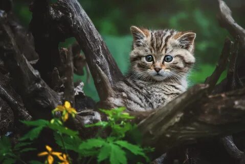 Лесной окрас