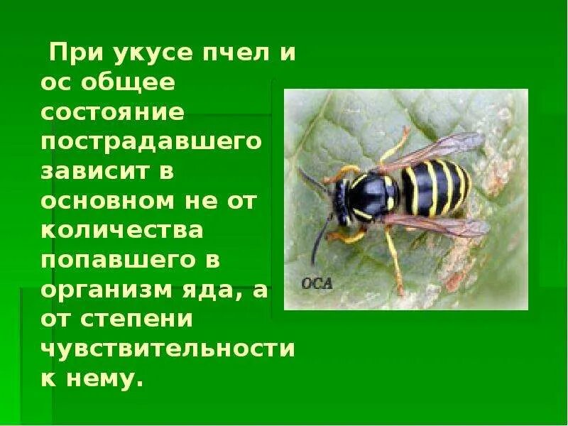 Сколько укусов пчел. Жалящие насекомые. Презентация на тему укусы насекомых. Жалящие насекомые Оса. Сообщение о осах.