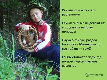 Где обитают грибы