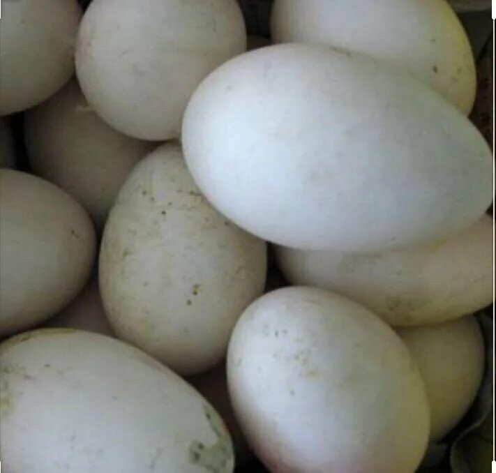 Инкубационное яйцо муларда купить. Инкубационное яйцо Мулард. Яйцо гусиное инкубационное. Яйцо мулардов инкубационное. Инкубационное яйцо гусей.