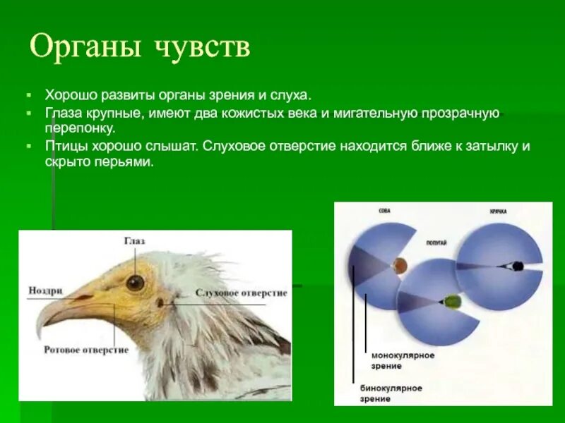 Органы чувств птиц. Строение органов чувств у птиц. Строение глаза птицы. Органы чувств у птиц орган -.