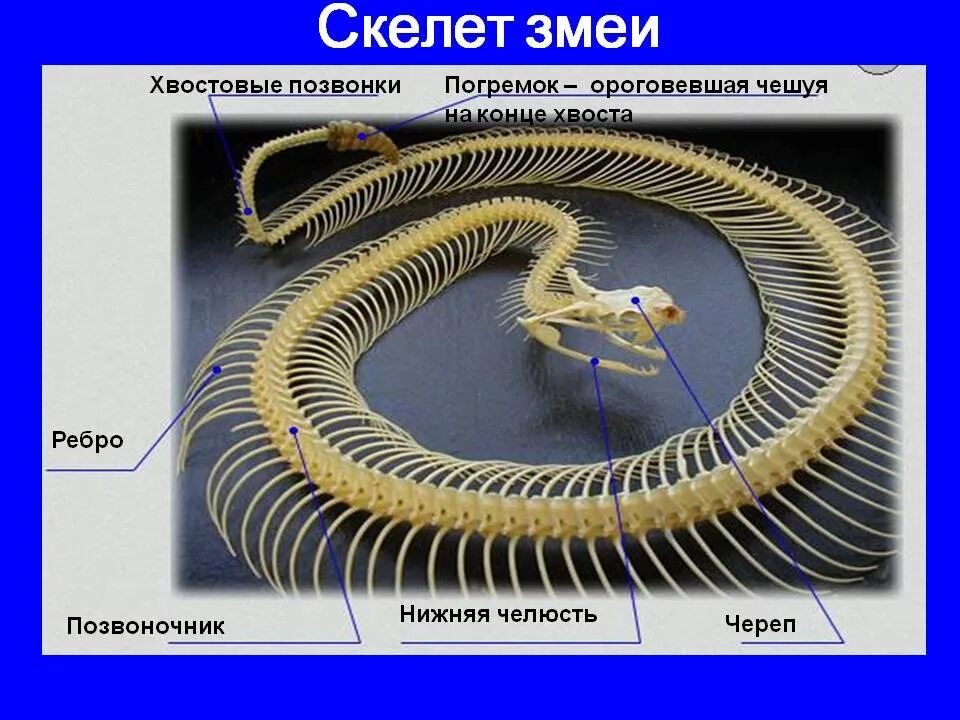 Тип скелета у змей. Скелет змеи строение. отделы скелета змеи. скелетное строение змеи. внутреннее строение змеи скелет.