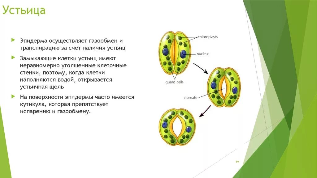 Хлоропласты в устьицах. Замыкающие клетки устьиц функции. Строение клетки устьица. Функция устьиц листа растений. Строение устьица листа и их функции.