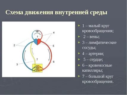 Установите соответствие большой круг малый круг