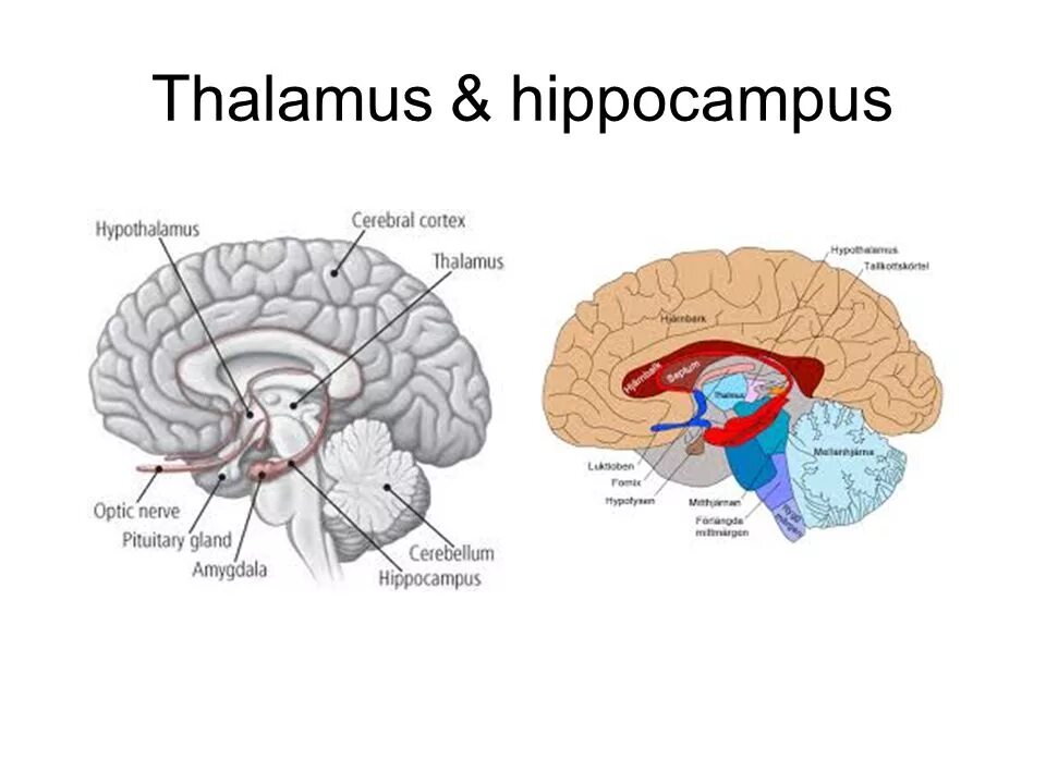 Повреждение гиппокампа. Гипоталамус таламус гиппокамп. Гипоталамус гипофиз таламус и гиппокамп. Гиппокамп головного мозга. Гиппокамп (Hippocampus.