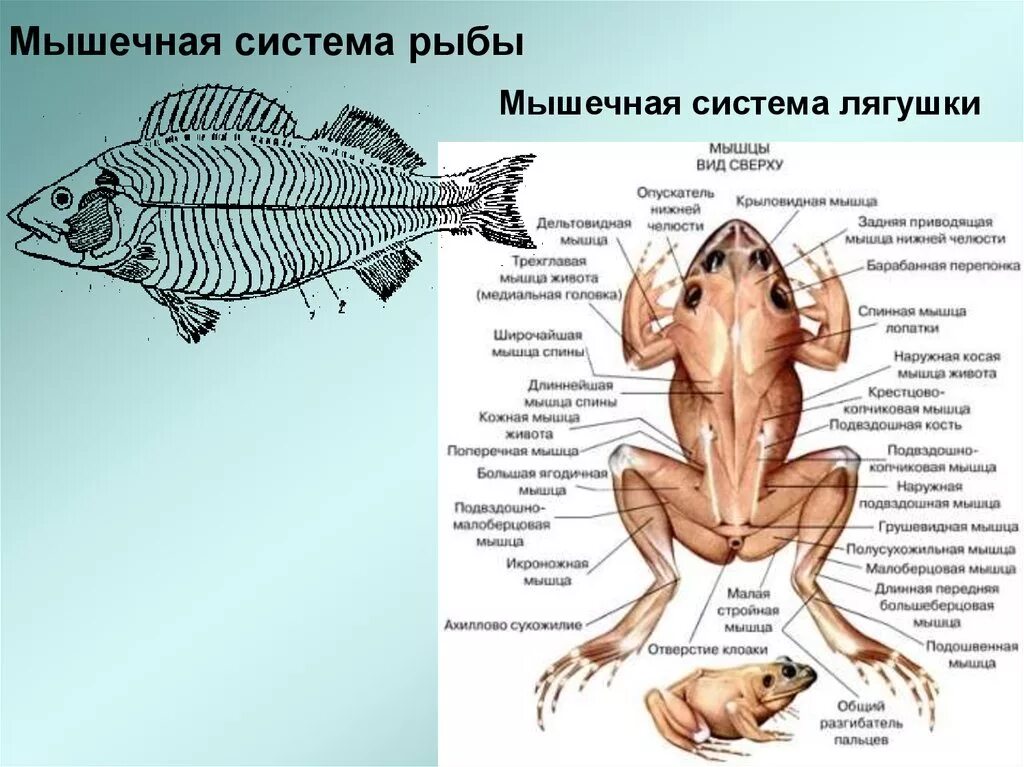 Внешнее строение рыбы и земноводных. Строение лягушки мускулатура. Строение мышечной системы амфибий. Мышечная система лягушки схема. Мышечная система земноводных 7 класс биология.