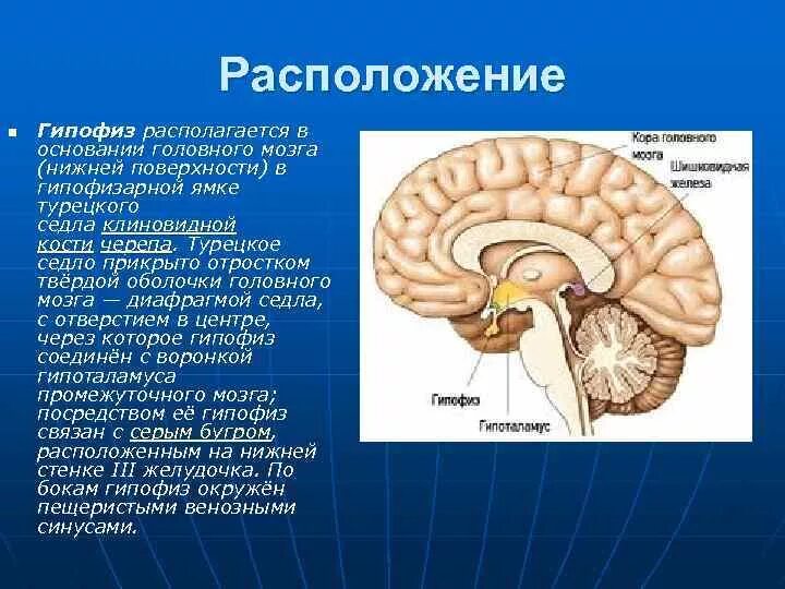 Строение мозга гипофиз. Шишковидная железа турецкое седло. Расположение гипоталамуса и гипофиза. Расположение гипофиза в мозге.