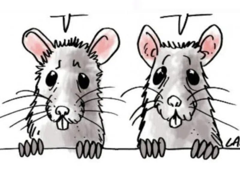 Мыши разговаривают. Мышки разговаривают карикатура. Две мышки. Две крысы.