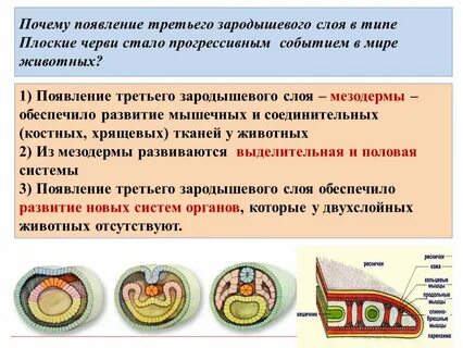 Внутренний слой клеток зародыша