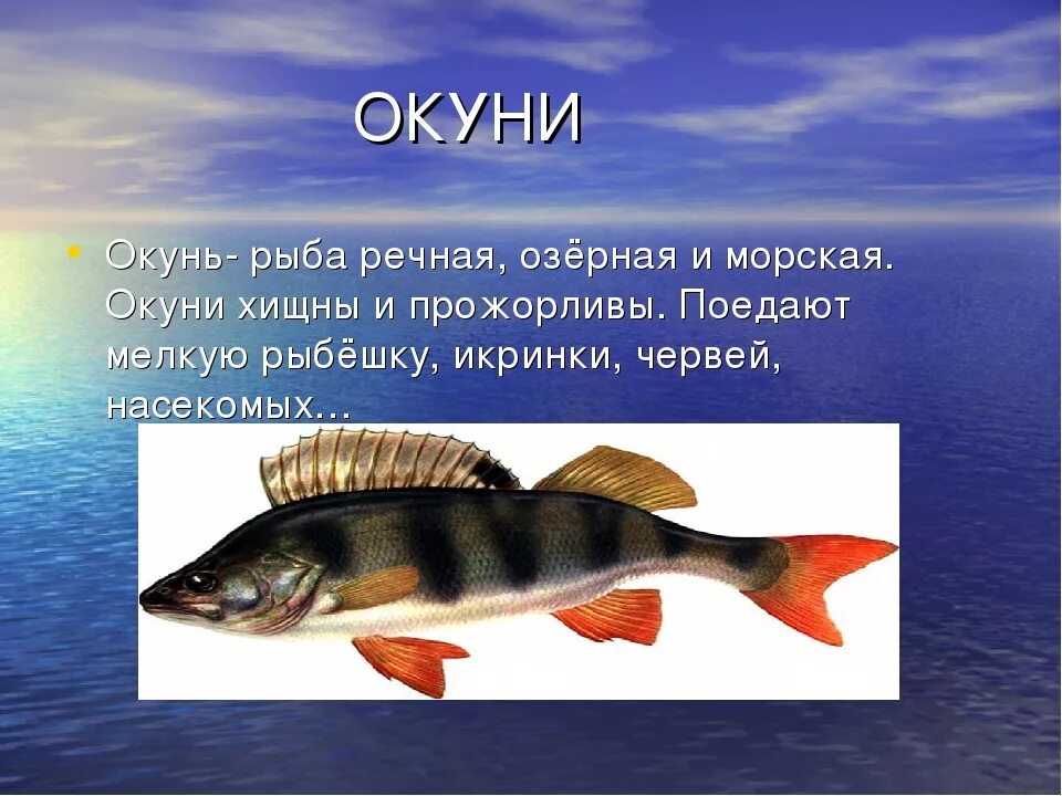 Окунь описание для детей. Доклад о рыбе окунь. Рассказ про окуня. Окунь рыба описание для детей.
