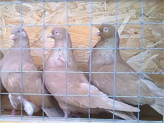 Каких голубей выбрать