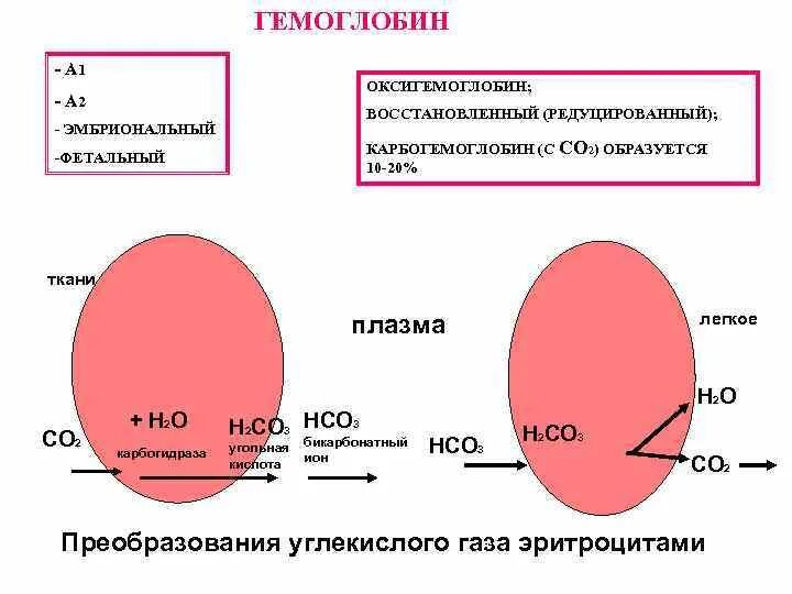 Гемоглобин и со2. Карбогемоглобин. гемоглобин и оксигемоглобин. фетальный и эмбриональный гемоглобин. особенности фетального гемоглобина.