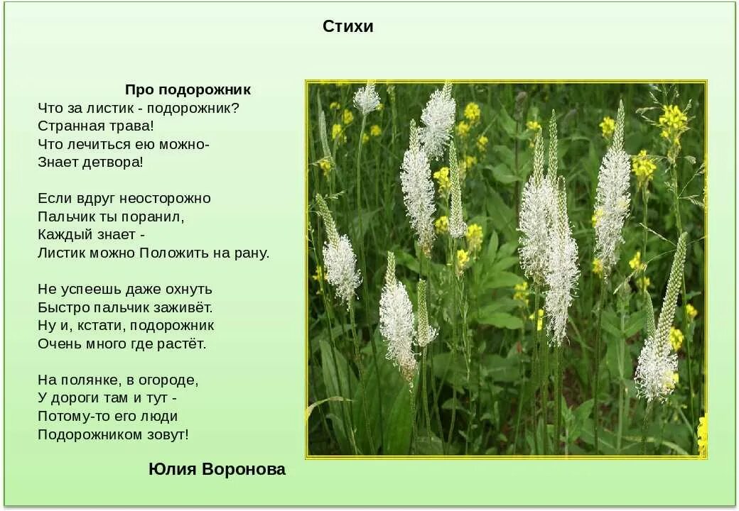 Подорожник стих. Стихи о лекарственных растениях. Стихи о лекарственных растениях для детей. Стих про лечебные растения. Стих про траву.