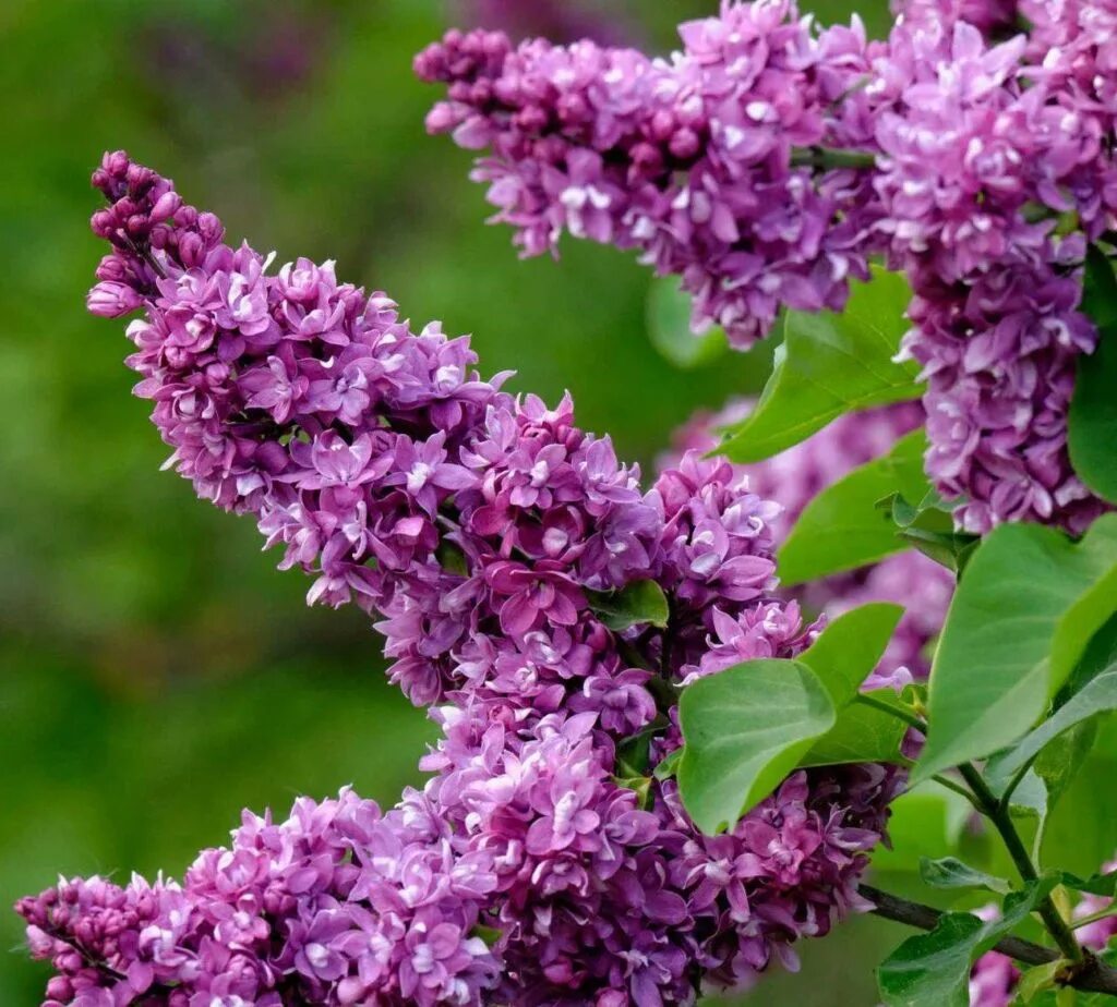 Сирень огни донбасса. Сирень огни донбасса. Сирень обыкновенная огни донбасса. Сирень обыкновенная сорт огни донбасса. Сирень донбасса огни донбасса.