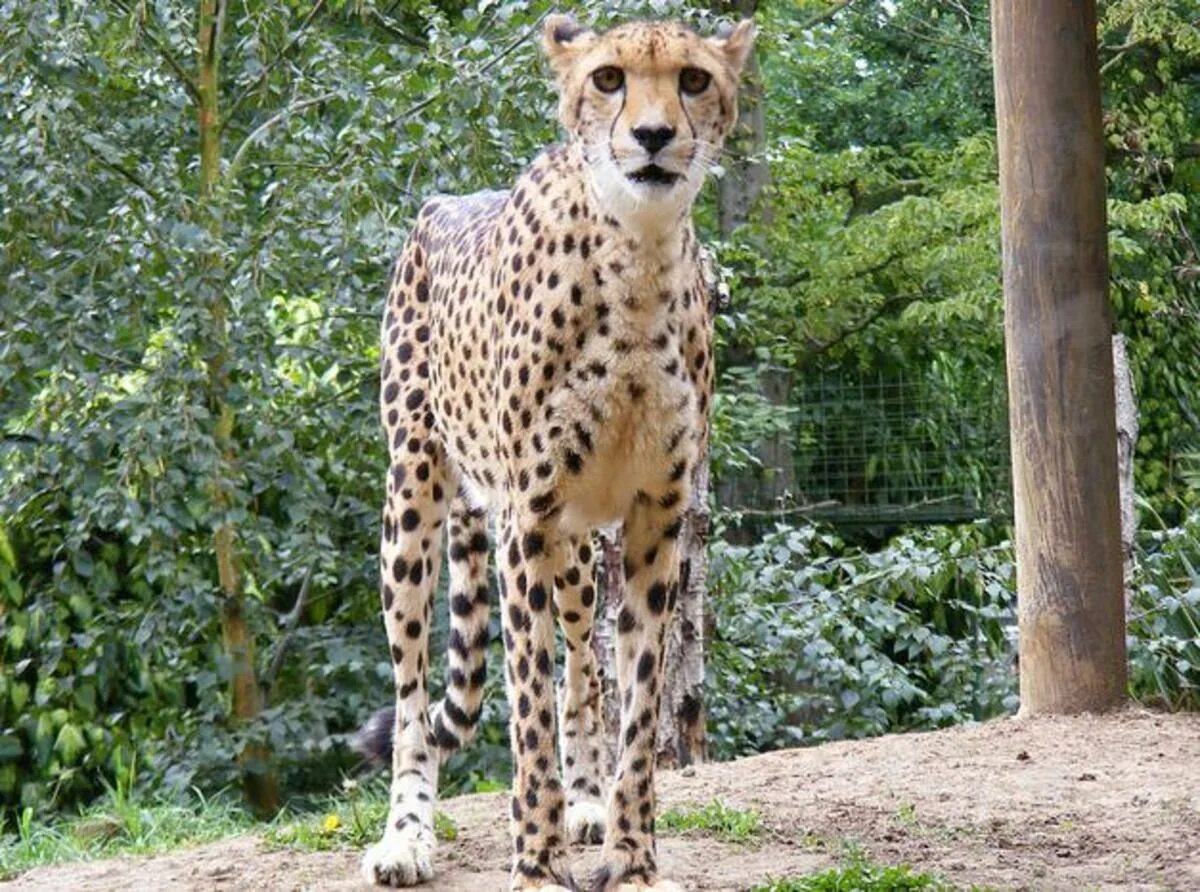 Pet cheetah. Домашний гепард. Одомашненный гепард. Гепард дома. Прирученный гепард.