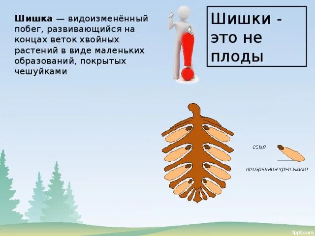 Семена ели созревают. Шишки это плоды. Шишка это видоизмененный побег. Шишка это видоизмененный. Строение шишек хвойных растений.