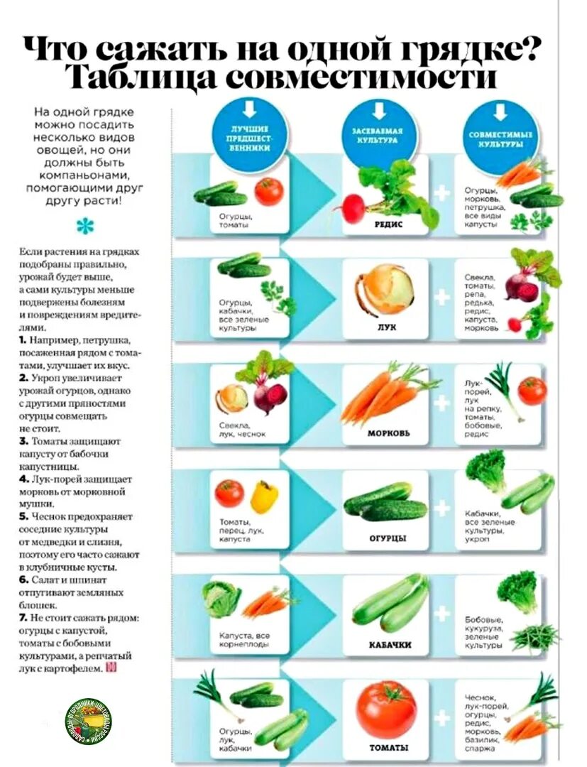 Можно ли садить огурцы после огурцов. Что можно сажать рядом. Что с чем рядом сажать. Что посадить рядом на одной грядке. Что можно сажать рядом с огурцами.