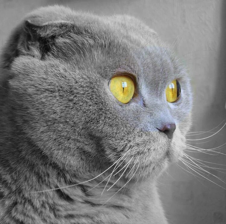 британская короткошёрстная кошка пепельная. сибирский голубая кошка короткошерстная. серые уши.