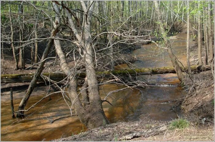 Река студенка. Пригородный лес сказочный лес. Река студенка. Река студенка. Река студенка тамбов.