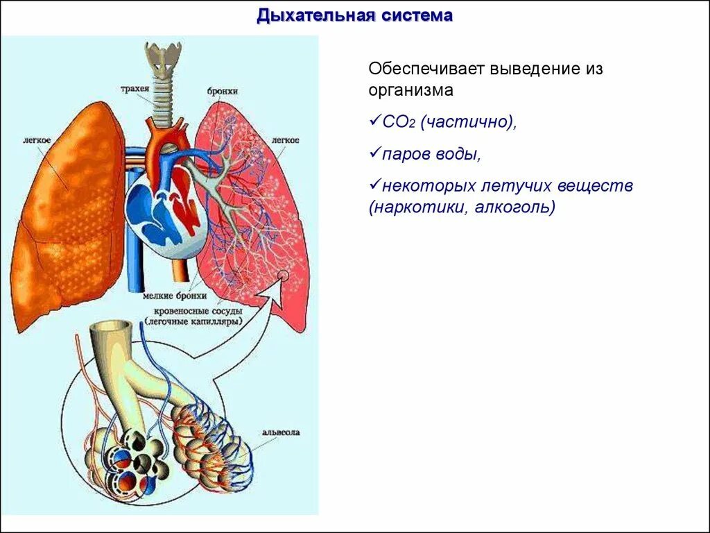 Выделение через легкие