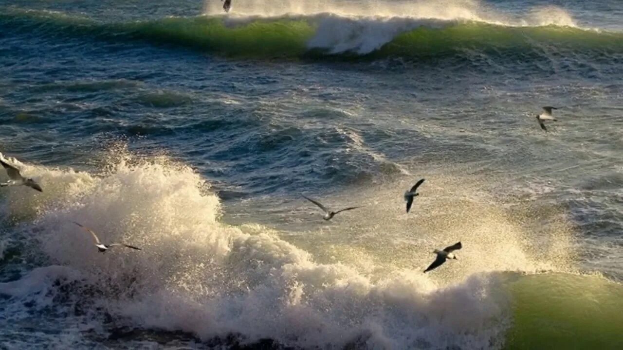 Волны и чайки над морем. Птица над морем в шторм. Море шторм Чайки. Бушующее море. Буревестник над морем.