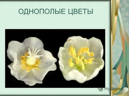 Однополые цветки