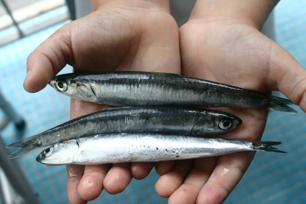 Отряд сельдеобразные анчоусы. Кантабрийские анчоусы. Сицилийские анчоусы. Анчоусы mikele. Хамса анчоус черноморский.