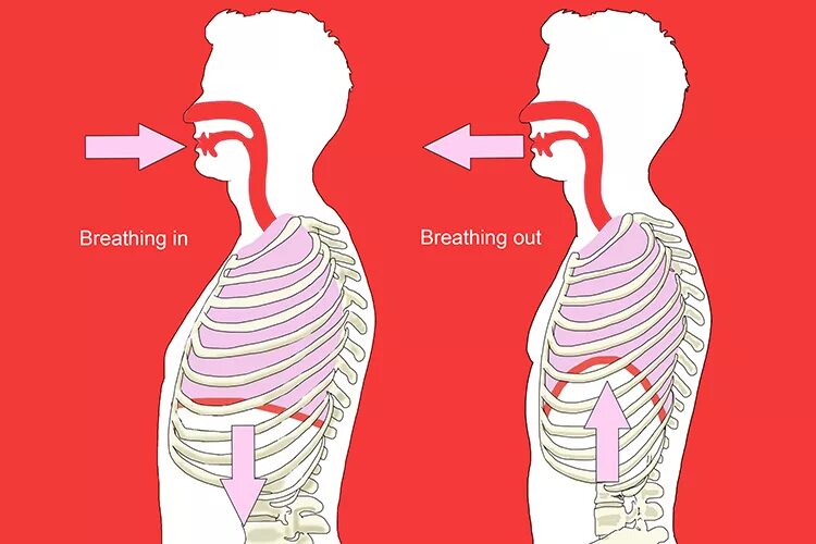 Пение диафрагмой. Диафрагмальное дыхание. Диафрагмальный Тип дыхания. Диафрагма на вдохе. Диафрагма при дыхании.